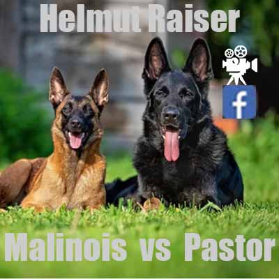 Belga Malinois / Pastor Alemán