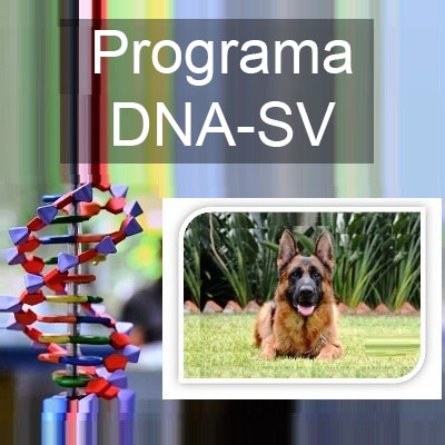 programa DNA-SV