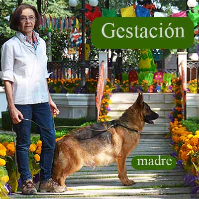 Metodo para comprender la anatomia del perro pastor alemán