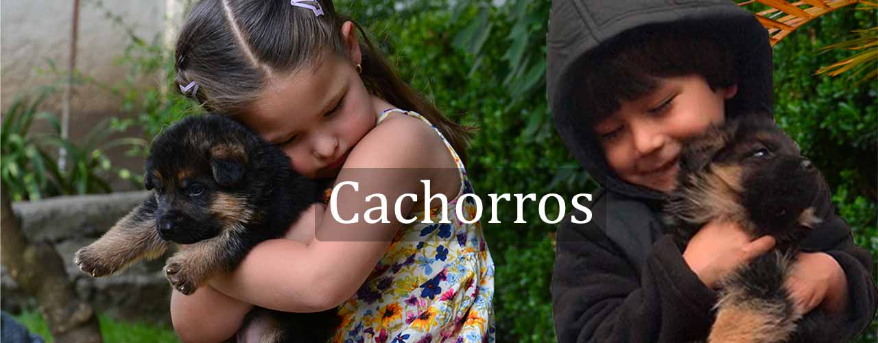 Cachorros