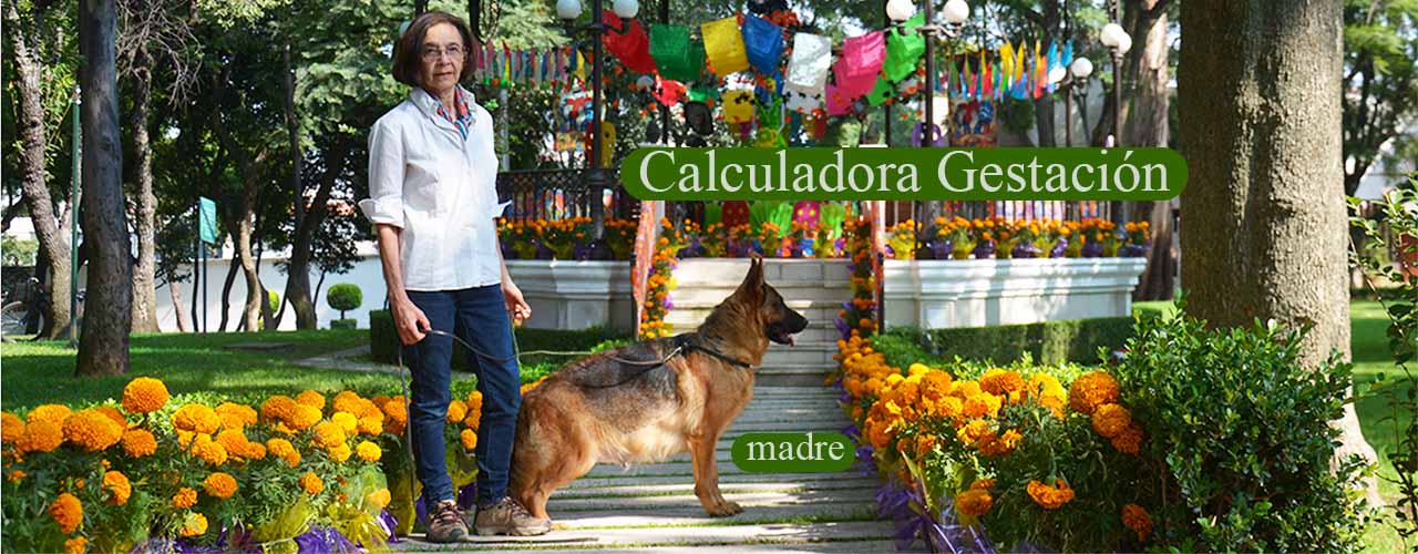 Niño cargando a un cachorro de pastor alemán