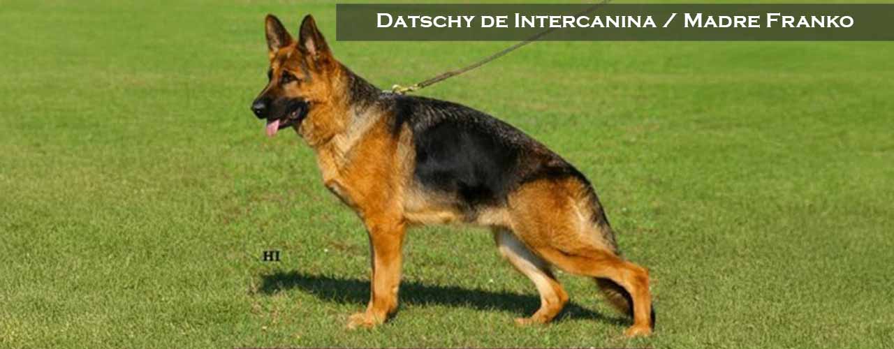 Datschy de Intercanina posando