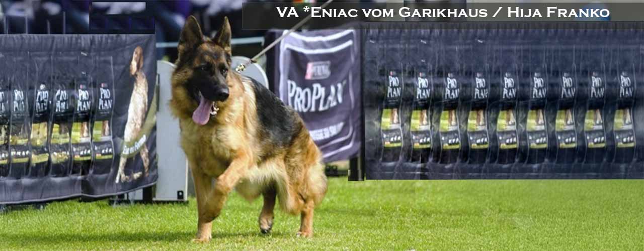 Eniac vom Garikhaus Sieger 2014