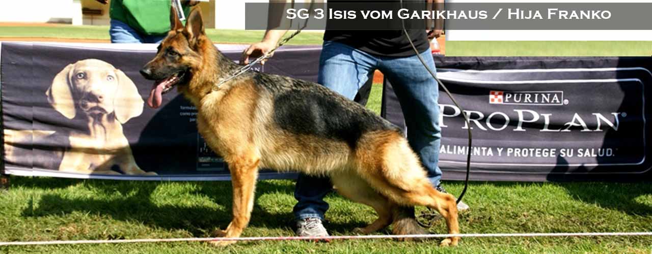 Isis vom Garikhaus Sieger 2013