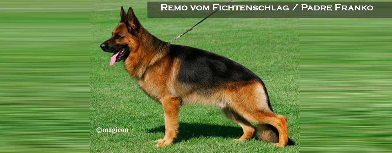 Remo vom Fichtenschlag posando