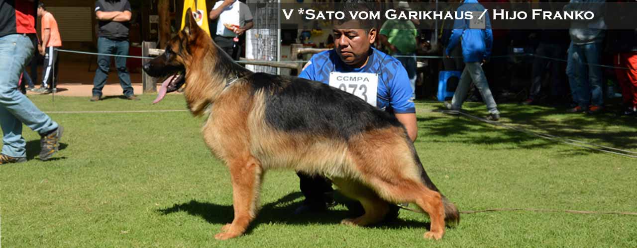 Sato vom Garikhaus Sieger 2015