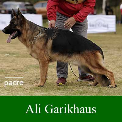 venta cachorros pastor alemán