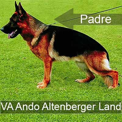 Ando vom Altenberger Land