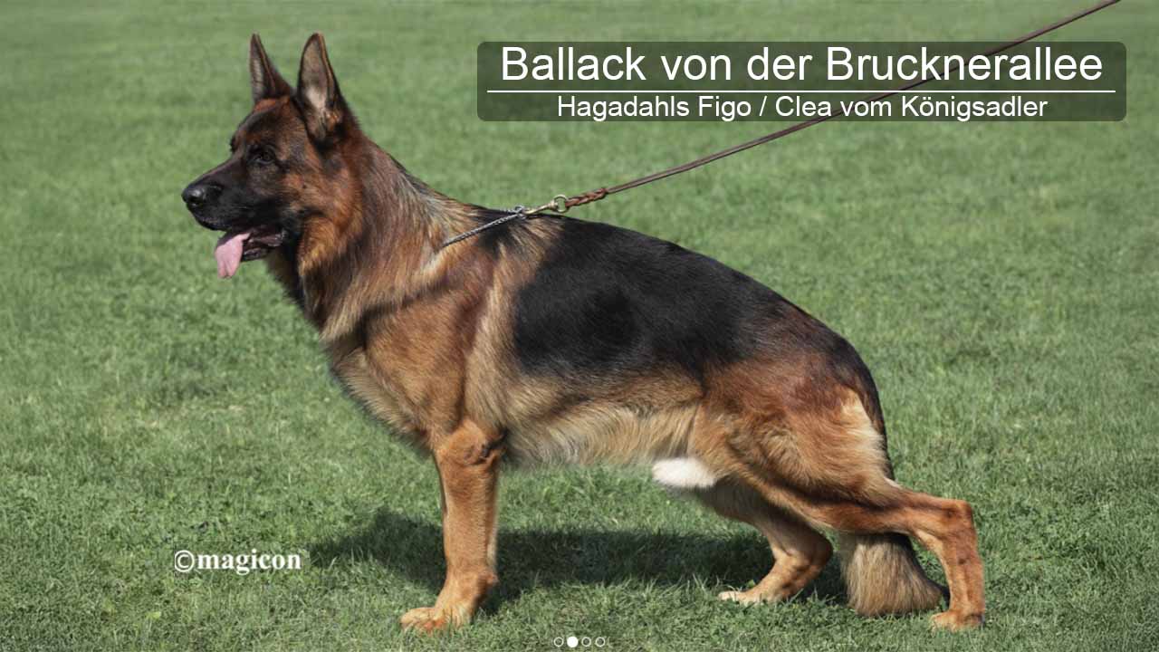 Ballack von der Brucknerallee