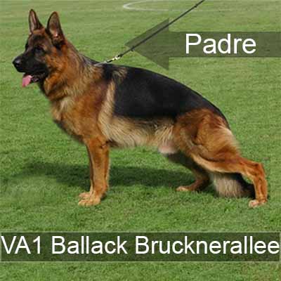 Ballack von der Brucknerallee