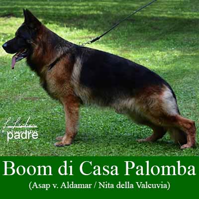 Boom di Casa Palomba
