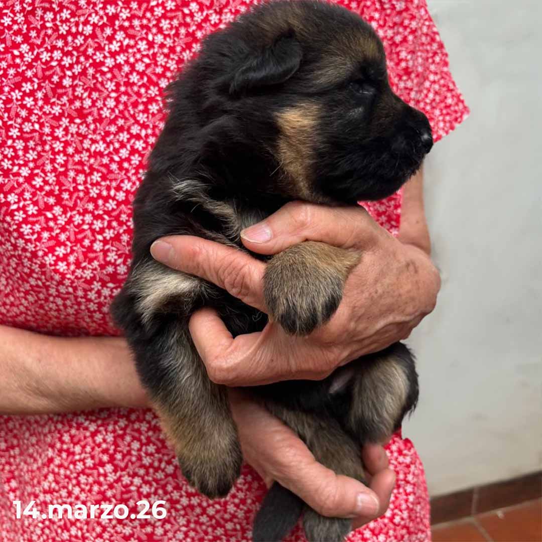 Boom di Casa Palomba