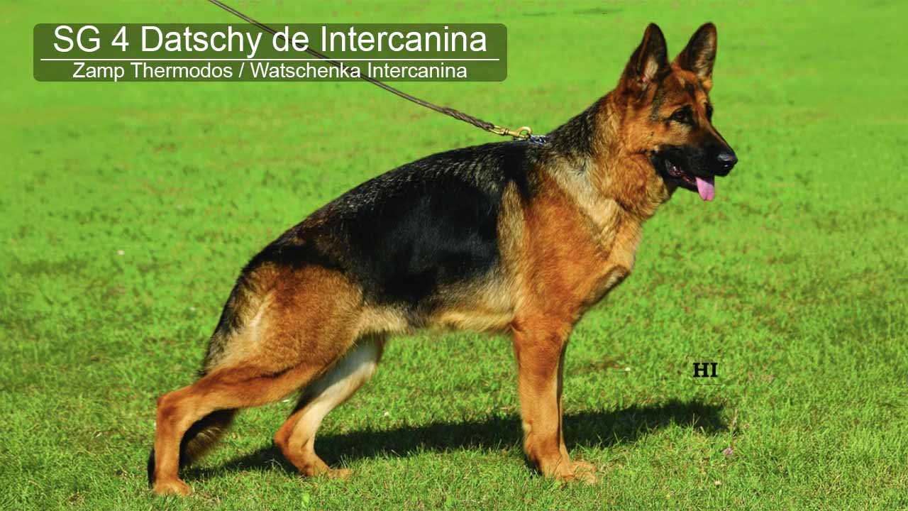 Daschy de Intercanina