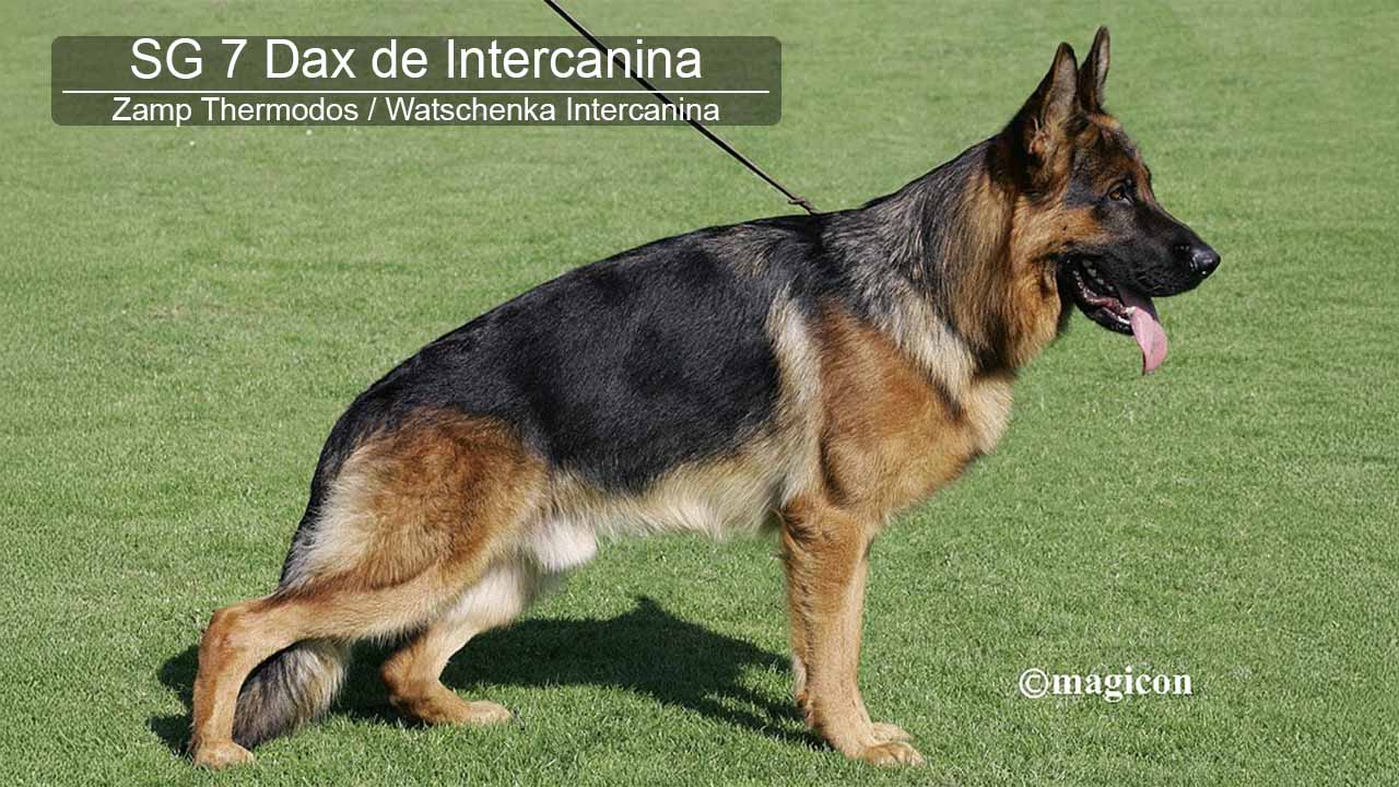 Dax de Intercanina
