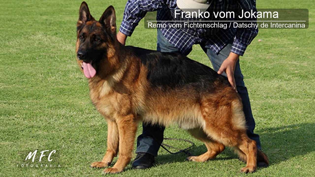 Franko von Jokama