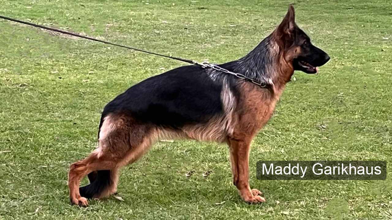 venta cachorros pastor alemán