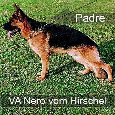 Nero vom Hirschel