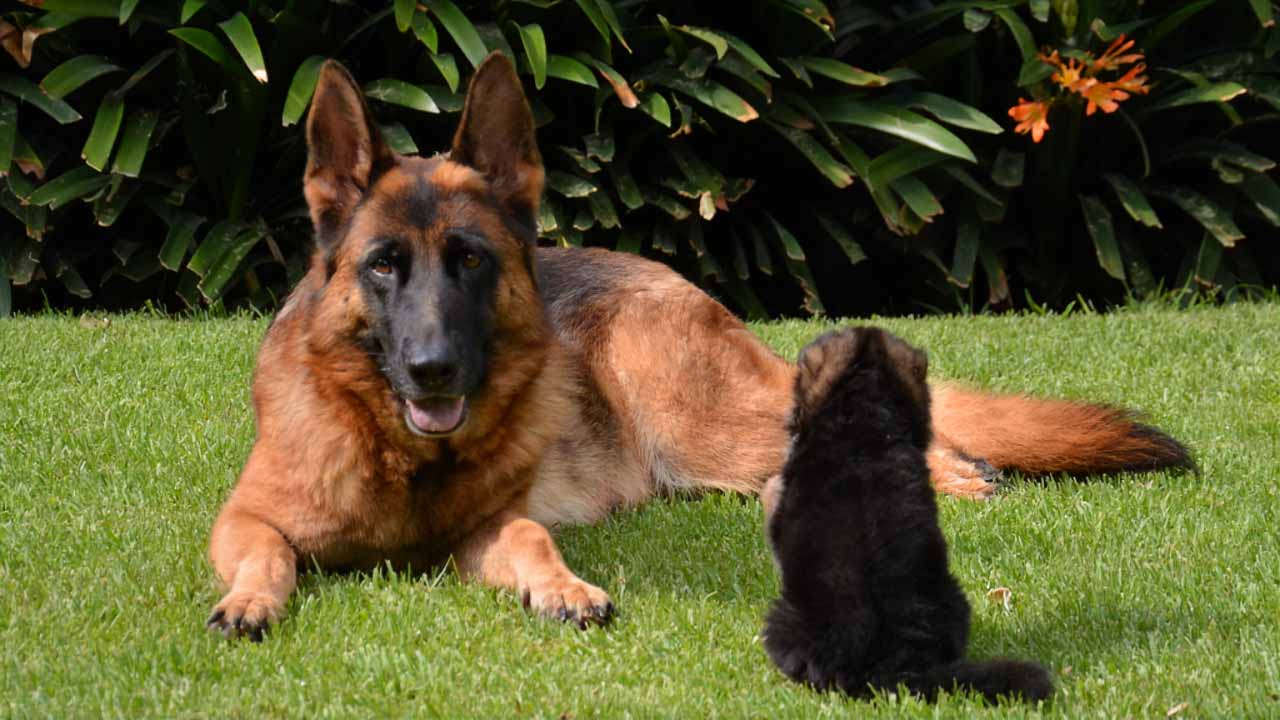 venta cachorros pastor alemán