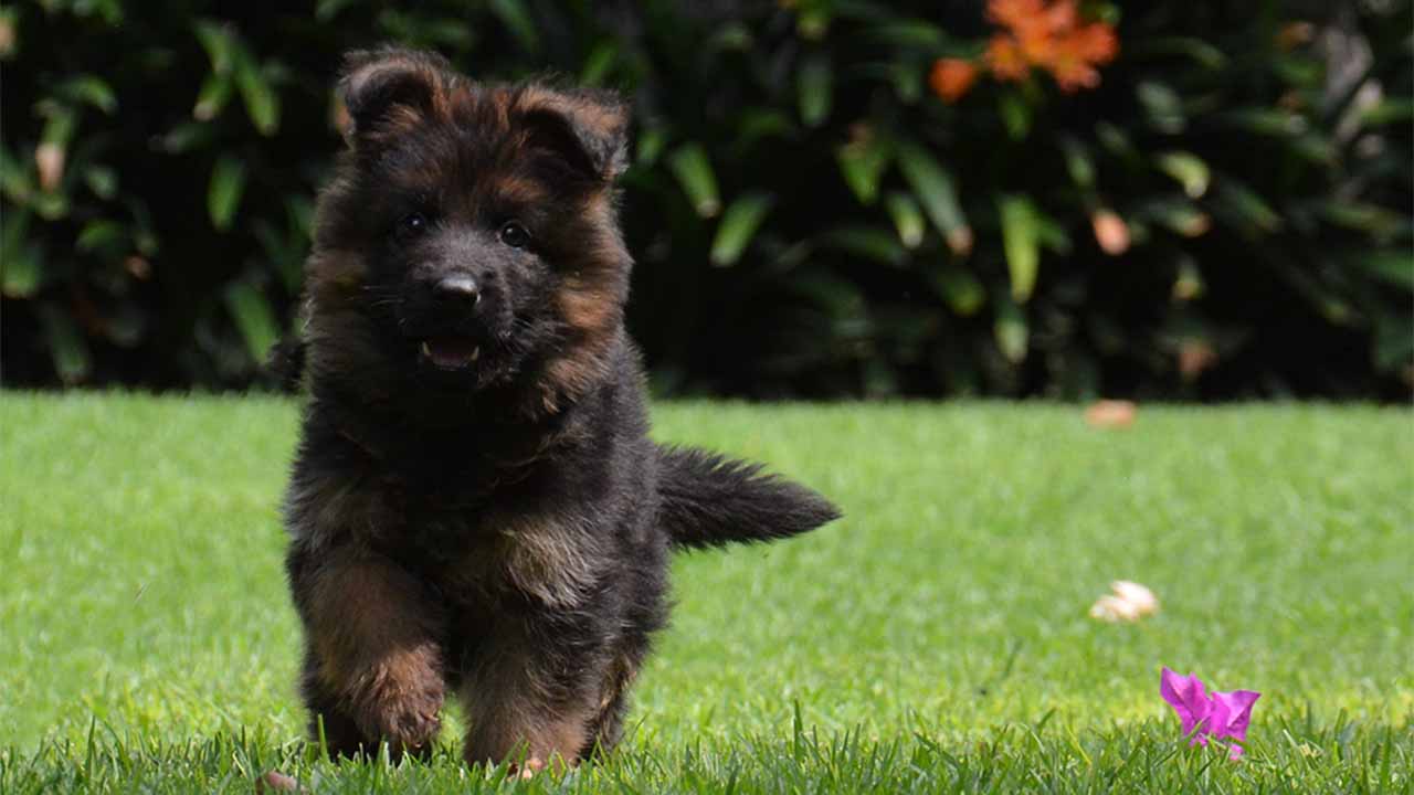 venta cachorros pastor alemán