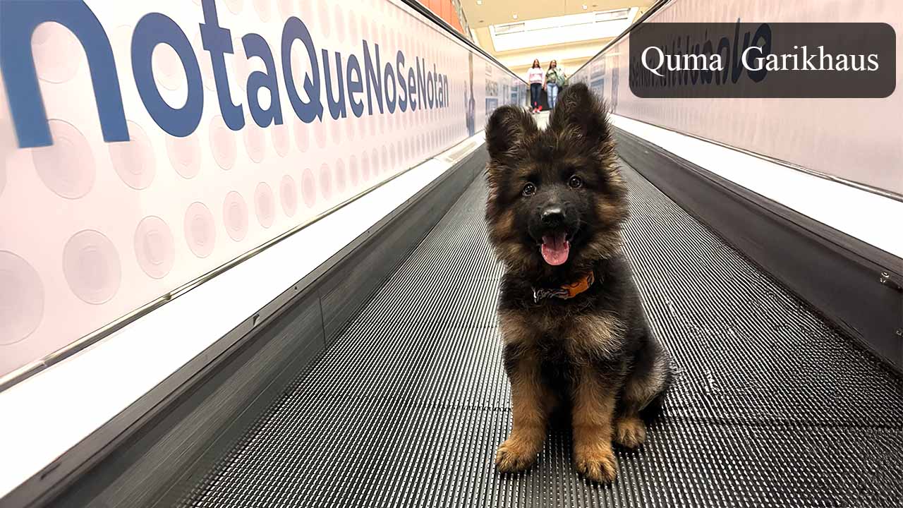 venta cachorros pastor alemán