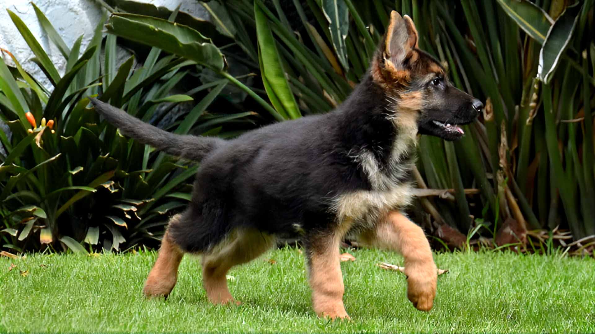 Cachorro caminando diagonal