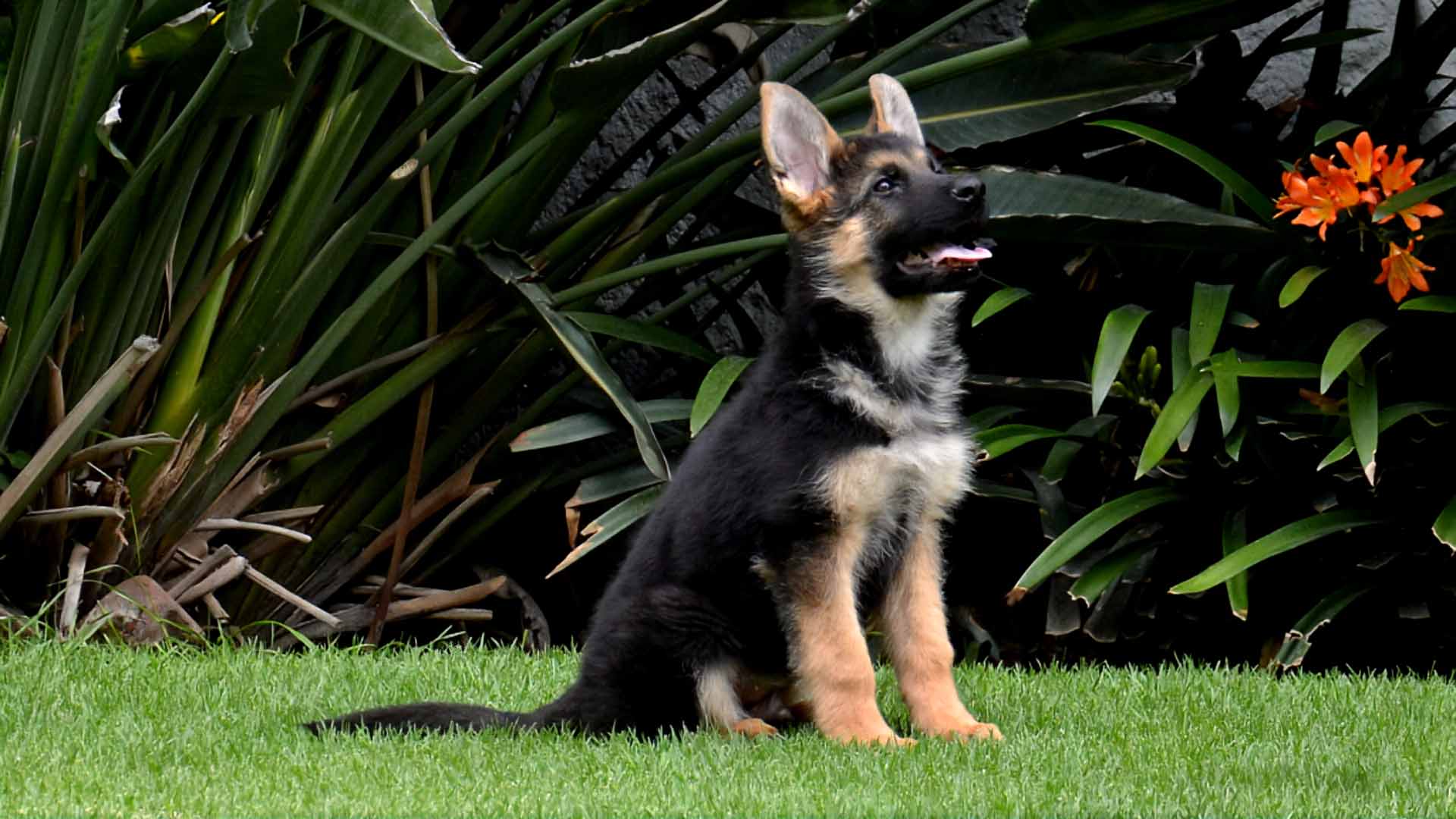 Cachorro sentado