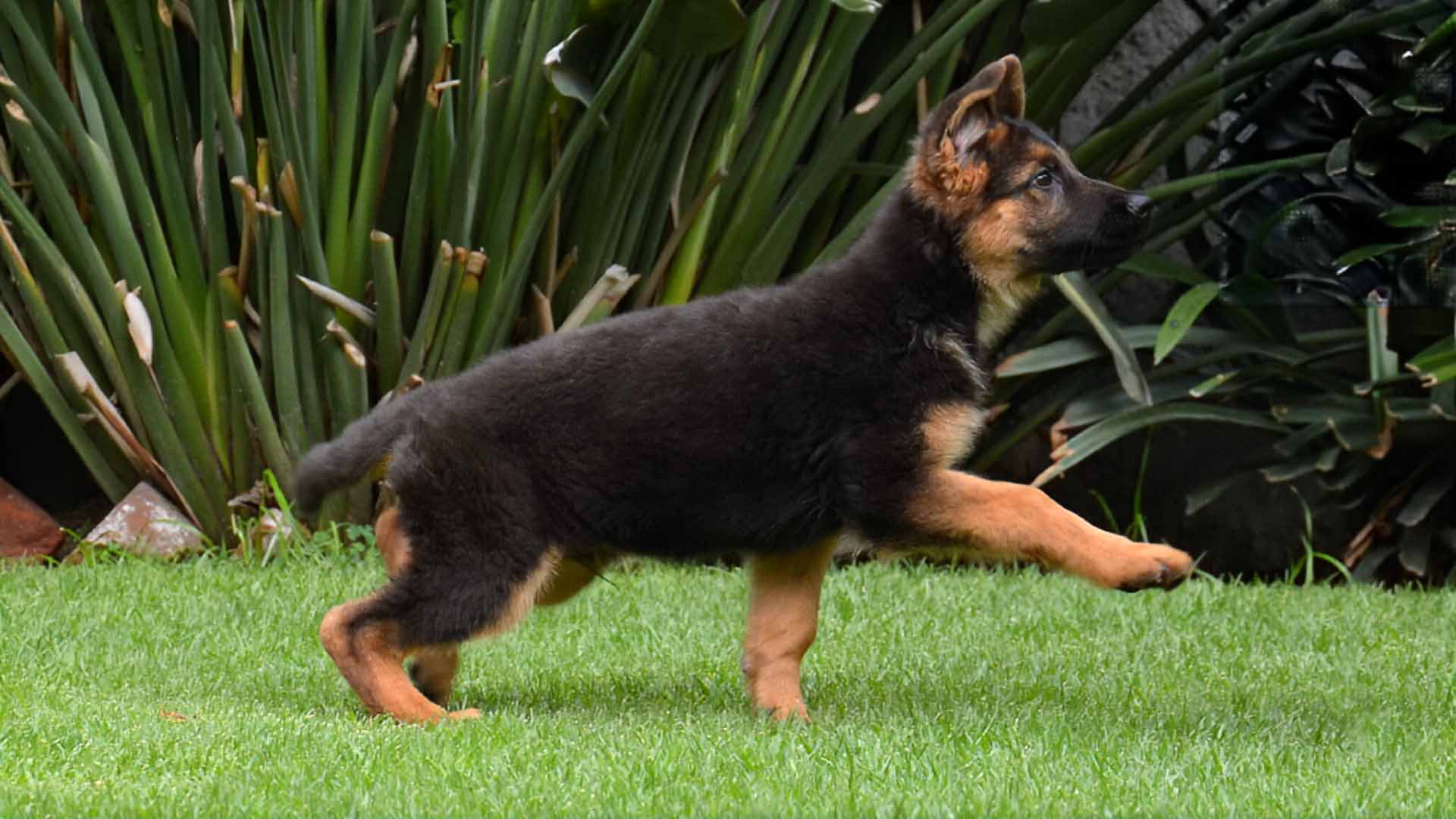 Cachorro caminando