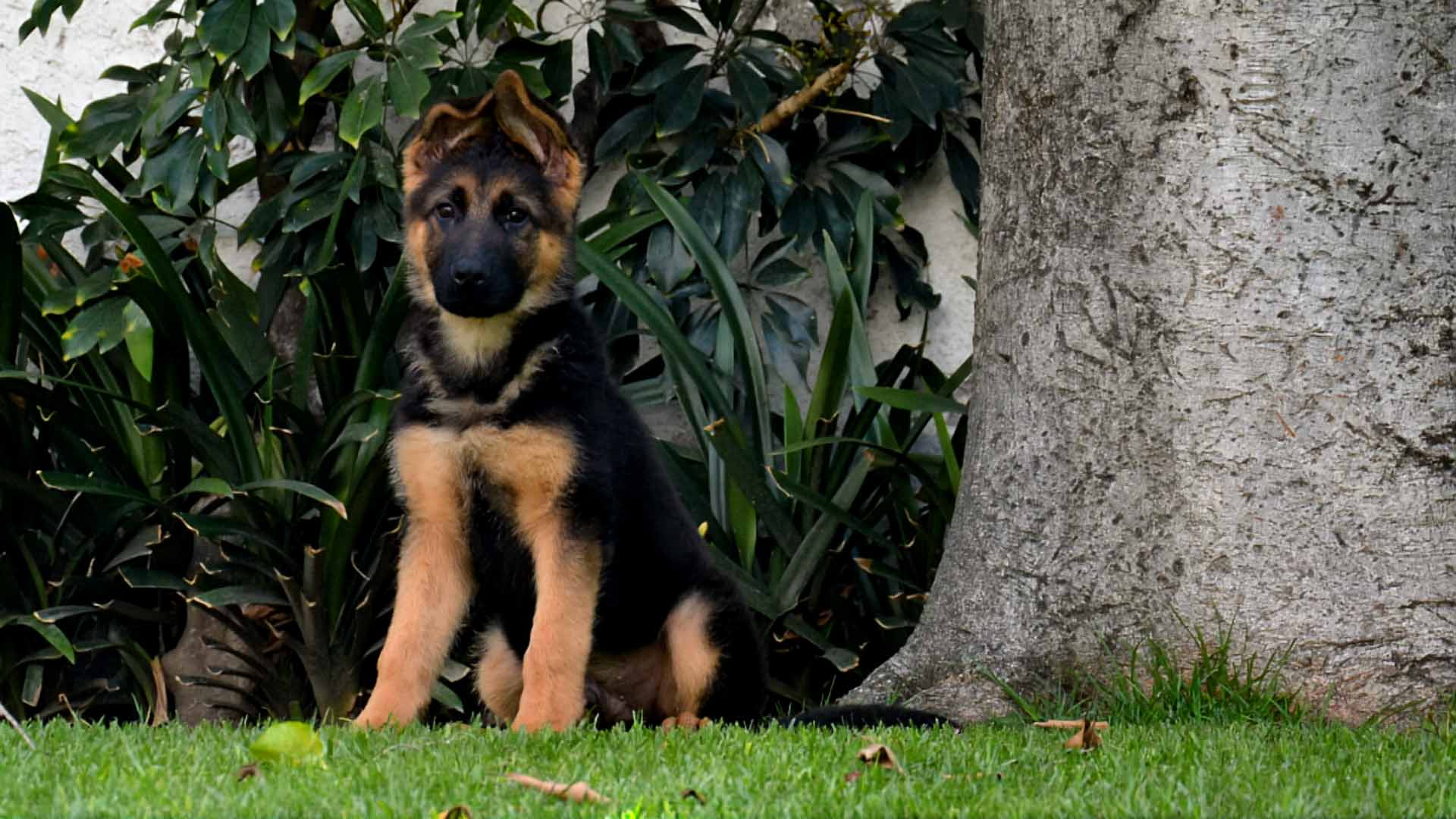 Cachorro sentado
