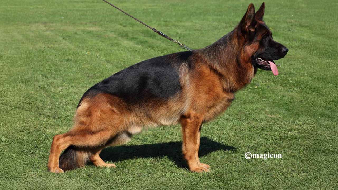 Santos di Casa Massarelli