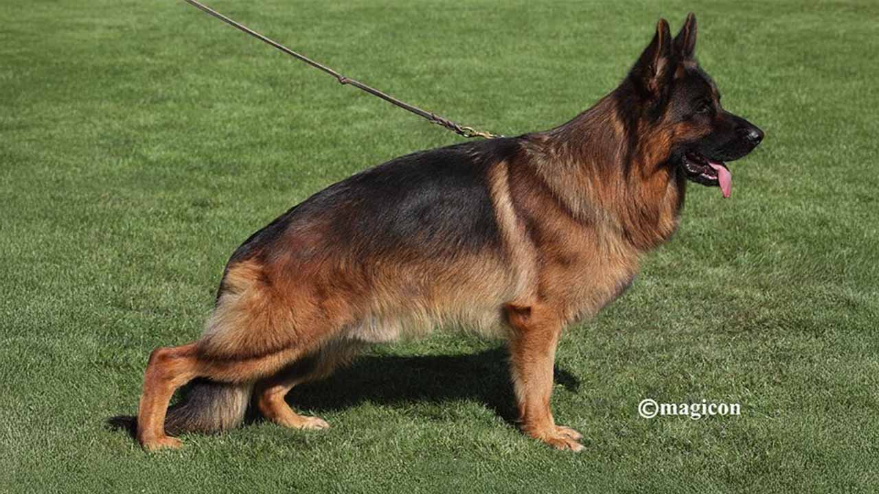 Sastor vom Hühnegrab