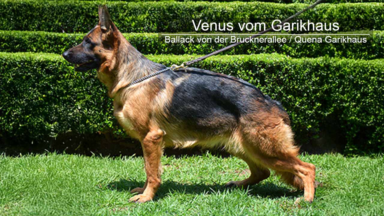 Venus vom Garikhaus
