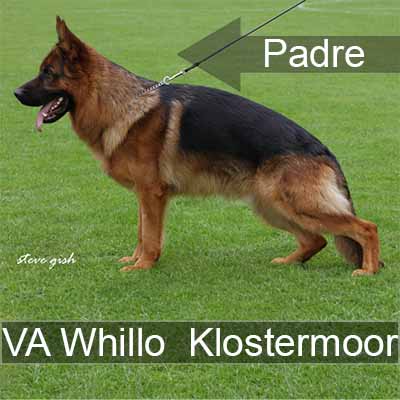 Whillo vom Klostermoor